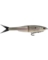 NESSIE GLIDE BAIT HICKRY SHAD 7"